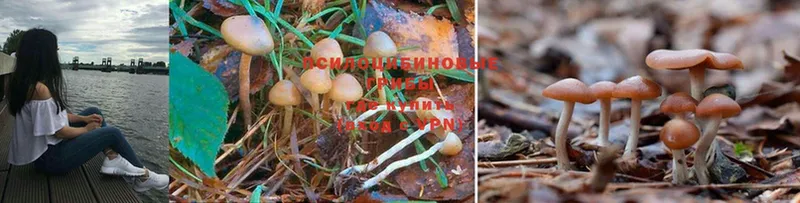 купить наркотики сайты  Злынка  Псилоцибиновые грибы Cubensis 